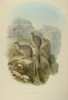 John Gould Macropodidae